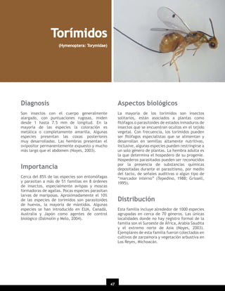 Torímidos
(Hymenoptera: Torymidae)

Diagnosis

Aspectos biológicos

Son insectos con el cuerpo generalmente
alargado, con puntuaciones rugosas, miden
desde 1 hasta 7.5 mm de longitud. En la
mayoría de las especies la coloración es
metálica o completamente amarilla. Algunas
especies presentan las coxas posteriores
muy desarrolladas. Las hembras presentan el
ovipositor permanentemente expuesto y mucho
más largo que el abdomen (Noyes, 2003).

La mayoría de los torímidos son insectos
solitarios, están asociados a plantas como
ﬁtófagos o parasitoides de estados inmaduros de
insectos que se encuentran ocultos en el tejido
vegetal. Con frecuencia, los torímidos pueden
ser ﬁtófagos especialistas que se alimentan y
desarrollan en semillas altamente nutritivas,
inclusive, algunas especies pueden restringirse a
un solo género de plantas. La hembra adulta es
la que determina el hospedero de su progenie.
Hospederos parasitados pueden ser reconocidos
por la presencia de substancias químicas
depositadas durante el parasitismo, por medio
del tacto, de señales auditivas o algún tipo de
“marcador interno” (Tepedino, 1988; Grissell,
1995).

Importancia
Cerca del 85% de las especies son entomófagas
y parasitan a más de 51 familias en 8 órdenes
de insectos, especialmente avispas y moscas
formadoras de agallas. Pocas especies parasitan
larvas de mariposas. Aproximadamente el 10%
de las especies de torímidos son parasitoides
de huevos, la mayoría de mántidos. Algunas
especies se han introducido en EUA, Canadá,
Australia y Japón como agentes de control
biológico (Dalmolin y Melo, 2004).

Distribución
Esta familia incluye alrededor de 1000 especies
agrupadas en cerca de 70 géneros. Las únicas
localidades donde no hay registro formal de la
familia son el Suroeste de África, Arabia Saudita
y el extremo norte de Asia (Noyes, 2003).
Ejemplares de esta familia fueron colectados en
cultivos de zarzamora y vegetación arbustiva en
Los Reyes, Michoacán.

47

 