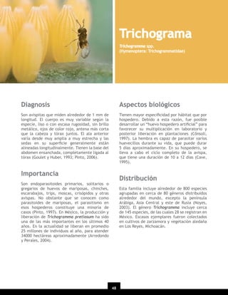 Trichograma
Trichogramma spp.
(Hymenoptera: Trichogrammatidae)

Diagnosis

Aspectos biológicos

Son avispitas que miden alrededor de 1 mm de
longitud. El cuerpo es muy variable según la
especie, liso o con escasa rugosidad, sin brillo
metálico, ojos de color rojo, antena más corta
que la cabeza y tórax juntos. El ala anterior
varía desde muy amplia a muy estrecha y las
sedas en su superﬁcie generalmente están
alineadas longitudinalmente. Tienen la base del
abdomen ensanchada, completamente ligada al
tórax (Goulet y Huber, 1993; Pinto, 2006).

Tienen mayor especiﬁcidad por hábitat que por
hospedero. Debido a esta razón, fue posible
desarrollar un “huevo hospedero artiﬁcial” para
favorecer su multiplicación en laboratorio y
posterior liberación en plantaciones (Cônsoli,
1997). La hembra es capaz de parasitar varios
huevecillos durante su vida, que puede durar
5 días aproximadamente. En su hospedero, se
lleva a cabo el ciclo completo de la avispa,
que tiene una duración de 10 a 12 días (Cave,
1995).

Importancia

Distribución

Son endoparasitoides primarios, solitarios o
gregarios de huevos de mariposas, chinches,
escarabajos, trips, moscas, crisópidos y otras
avispas. No obstante que se conocen como
parasitoides de mariposas, el parasitismo en
esos hospederos constituye una minoría de
casos (Pinto, 1997). En México, la producción y
liberación de Trichogramma pretiosum ha sido
una de las más importantes en los últimos 40
años. En la actualidad se liberan en promedio
25 millones de individuos al año, para atender
34000 hectáreas aproximadamente (Arredondo
y Perales, 2004).

Esta familia incluye alrededor de 800 especies
agrupadas en cerca de 80 géneros distribuidos
alrededor del mundo, excepto la península
Arábiga, Asia Central y este de Rusia (Noyes,
2003). El género Trichogramma incluye cerca
de 145 especies, de las cuales 28 se registran en
México. Escasos ejemplares fueron colectados
en cultivos de zarzamora y vegetación aledaña
en Los Reyes, Michoacán.

48
20

 