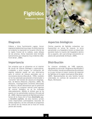 Figítidos
(Hymenoptera: Figitidae)

Diagnosis

Aspectos biológicos

Cabeza y tórax fuertemente rugoso, tercer
segmento abdominal muy largo. En estos insectos
es evidente la impresión en la parte inferior de
la región frontal de la cabeza, justo debajo
de las antenas. Dicha impresión está limitada
lateralmente por márgenes muy evidentes (RosFarré et al., 2000).

Ciertas especies de ﬁgítidos ovipositan sus
huevecillos en larvas de moscas, la larva
parasitoide y su hospedero tienen un desarrollo
paralelo hasta la muerte del hospedero dentro
de su pupario, del cual emerge únicamente un
adulto del parasitoide (Eriksson, 2009).

Importancia

Distribución

Son avispitas que se alimentan en el interior
de larvas de moscas ﬁtófagas y estercoleras,
crisópidos y otras avispas. La utilización de
algunas especies puede ser una alternativa
para el control de moscas asociadas con el
excremento bovino (Díaz et al., 1996), también
se les ha colectado parasitando al barrenador o
“arrocillo” del tomate de cáscara en Chapingo,
Edo. de México (Palacios y Bautista, 2004). No
obstante, investigaciones recientes efectuadas
en México y Brasil demuestran que el potencial
que tienen las avispitas nativas como agentes
de control biológico no se ha evaluado
adecuadamente, debido al énfasis que se ha
puesto en los parasitoides exóticos (Ovrusky et
al., 2000). Algunas especies de ﬁgítidos parasitan
larvas de la mosca de la fruta Anastrepha spp.
y Ceratitis capitata, de esta manera, actúan
como importantes controladores naturales de
ambas especies y se han utilizado en programas
de control de las moscas de la fruta en varias
partes del mundo.

Se conocen alrededor de 1400 especies,
agrupadas en cerca de 130 géneros distribuidos a
nivel mundial. Una de las subfamilias (Eucoilinae)
es la que incluye el mayor número de especies
de ﬁgítidos en la región neotropical (Díaz et al.,
2009). Representantes de esta familia fueron
colectados en cultivos de zarzamora en Los
Reyes, Michoacán.

49

 