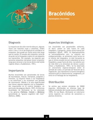Bracónidos
(Hymenoptera: Braconidae)

Diagnosis

Aspectos biológicos

La mayoría son de color marrón obscuro, algunas
veces con manchas rojas o amarillas, miden
entre 1 mm y 3-4 cm de longitud sin considerar el
ovipositor, que puede ser varias veces más largo
que el cuerpo. El tamaño del ovipositor varía de
acuerdo con el hospedero sobre el cual deposita
sus huevecillos. Por ejemplo, las especies que
parasitan pequeñas mariposas tienen ovipositor
largo para alcanzar a las larvas dentro del tejido
vegetal (Shaw y Huddeleston, 1991).

Los bracónidos son parasitoides solitarios,
es decir, ponen un solo huevo en cada
hospedero, o gregarios, ponen varios huevos por
hospedero (Quick, 1997). El hiperparasitismo
es extremadamente raro. La mayoría son
endoparasitoides, se alimentan como larvas en
el interior del hospedero, lo más frecuente es
que el último estadio larvario abandone la larva
hospedera y pupe fuera de ésta. Los adultos son
de vida libre y se alimentan de néctar o polen
(Shaw y Huddeleston, 1991). Se ha observado
un sincronismo espacio-temporal entre el
período de vuelo y el período de ﬂoración de la
vegetación, que representa la fuente energética
necesaria para la sobrevivencia, ovogénesis y el
éxito en el hallazgo de los hospederos.

Importancia
Muchos bracónidos son parasitoides de larvas
de escarabajos, moscas, mariposas, pulgones y
chinches. La mayoría matan a sus hospederos
o los esterilizan y les ocasionan una pérdida
de movimiento. Debido a la alta especiﬁcidad
que tienen algunas especies con su hospedero,
son importantes en el control biológico, en
particular de pulgones (Quick, 1997). En diversas
localidades de Michoacán se ha colectado
a los géneros Chelonus, Cotesia y Meteorus
parasitando al “gusano cogollero del maíz”
(Bahena, 2008).

Distribución
Se estima que existen alrededor de 50000
especies, distribuidas en diversos tipos de
hábitats alrededor del mundo (Lewis y Whitﬁeld,
1999). En Los Reyes, Michoacán se colectaron
varias especies en cultivos de zarzamora y
plantas silvestres.

50
20

 