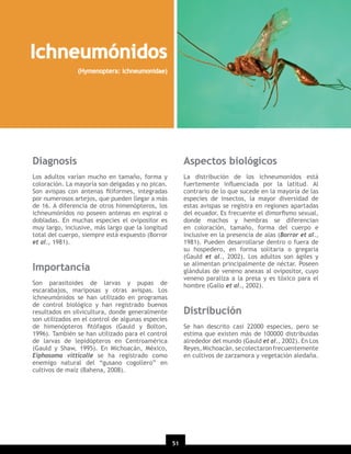 Ichneumónidos
(Hymenoptera: Ichneumonidae)

Diagnosis

Aspectos biológicos

Los adultos varían mucho en tamaño, forma y
coloración. La mayoría son delgadas y no pican.
Son avispas con antenas ﬁliformes, integradas
por numerosos artejos, que pueden llegar a más
de 16. A diferencia de otros himenópteros, los
ichneumónidos no poseen antenas en espiral o
dobladas. En muchas especies el ovipositor es
muy largo, inclusive, más largo que la longitud
total del cuerpo, siempre está expuesto (Borror
et al., 1981).

La distribución de los ichneumonidos está
fuertemente inﬂuenciada por la latitud. Al
contrario de lo que sucede en la mayoría de las
especies de insectos, la mayor diversidad de
estas avispas se registra en regiones apartadas
del ecuador. Es frecuente el dimorﬁsmo sexual,
donde machos y hembras se diferencian
en coloración, tamaño, forma del cuerpo e
inclusive en la presencia de alas (Borror et al.,
1981). Pueden desarrollarse dentro o fuera de
su hospedero, en forma solitaria o gregaria
(Gauld et al., 2002). Los adultos son ágiles y
se alimentan principalmente de néctar. Poseen
glándulas de veneno anexas al ovipositor, cuyo
veneno paraliza a la presa y es tóxico para el
hombre (Gallo et al., 2002).

Importancia
Son parasitoides de larvas y pupas de
escarabajos, mariposas y otras avispas. Los
ichneumónidos se han utilizado en programas
de control biológico y han registrado buenos
resultados en silvicultura, donde generalmente
son utilizados en el control de algunas especies
de himenópteros ﬁtófagos (Gauld y Bolton,
1996). También se han utilizado para el control
de larvas de lepidópteros en Centroamérica
(Gauld y Shaw, 1995). En Michoacán, México,
Eiphosoma vitticolle se ha registrado como
enemigo natural del “gusano cogollero” en
cultivos de maíz (Bahena, 2008).

Distribución
Se han descrito casi 22000 especies, pero se
estima que existen más de 100000 distribuidas
alrededor del mundo (Gauld et al., 2002). En Los
Reyes, Michoacán, se colectaron frecuentemente
en cultivos de zarzamora y vegetación aledaña.

51

 