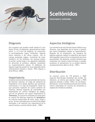 Sceliónidos
(Hymenoptera: Scelionidae)

Diagnosis

Aspectos biológicos

Son avispitas que pueden medir desde 0.5 mm
hasta 10 mm, no obstante, generalmente miden
entre 1 y 2.5 mm de longitud. Su coloración
es principalmente negra, brillantes, algunas
veces amarilla o de varios colores, con el
cuerpo punteado rugoso, raramente de color
metálico. En las hembras, las antenas tienen
el primer artejo largo y los siguientes doblados
en dirección al primero, además, presentan
un ensanchamiento apical. El abdomen de
algunas especies puede ser muy aplanado dorso
ventralmente (Goulet y Huber, 1993; Masner y
Arias-Penna, 2006).

Los miembros de esta familia tienen hábitos muy
diversos, que dependen de la forma y tamaño
del huevo hospedero donde se desarrollaron.
Después de la oviposición, las hembras de
algunas especies raspan la superﬁcie del huevo
del hospedero para evitar la oviposición de otros
parasitoides. No obstante, existen hembras que
ovipositan de manera indiscriminada y pueden
ocasionar el parasitismo en su propia especie
(autoparasitismo) (Borror et al., 1981).

Distribución
Se conocen cerca de 170 géneros y 3000
especies distribuidas alrededor del mundo. No
obstante, se estima que podrían llegar a 7000
especies (Goulet y Huber, 1993). En Los Reyes,
Michoacán, varios representantes de esta familia
fueron colectados en cultivos de zarzamora y
vegetación herbácea aledaña.

Importancia

Avispitas exclusivamente parasitoides de huevos
de diversos insectos. El rango de amplitud de
hospederos varía desde aquellos que parasitan
únicamente a un tipo de hospedero, hasta los
que parasitan especies de cuatro órdenes de
insectos. Muchas especies de sceliónidos son
importantes en control biológico de plagas,
uno de los géneros con mayor importancia es
Telenomus, el cual se ha utilizado con éxito para
el control de diversas especies de Spodoptera
en cultivos comerciales de maíz, soya, sorgo y
arroz. Se han utilizado para el control de plagas
forestales y de insectos con importancia en la
salud humana y animal (Altieri et al., 1989).

52
20

 