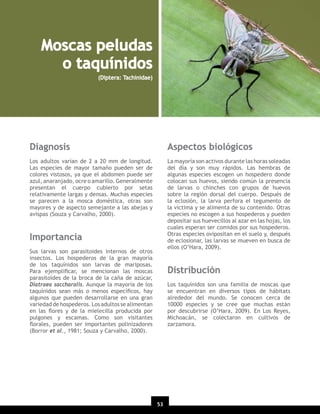 Moscas peludas
o taquínidos
(Diptera: Tachinidae)

Diagnosis

Aspectos biológicos

Los adultos varían de 2 a 20 mm de longitud.
Las especies de mayor tamaño pueden ser de
colores vistosos, ya que el abdomen puede ser
azul, anaranjado, ocre o amarillo. Generalmente
presentan el cuerpo cubierto por setas
relativamente largas y densas. Muchas especies
se parecen a la mosca doméstica, otras son
mayores y de aspecto semejante a las abejas y
avispas (Souza y Carvalho, 2000).

La mayoría son activos durante las horas soleadas
del día y son muy rápidos. Las hembras de
algunas especies escogen un hospedero donde
colocan sus huevos, siendo común la presencia
de larvas o chinches con grupos de huevos
sobre la región dorsal del cuerpo. Después de
la eclosión, la larva perfora el tegumento de
la víctima y se alimenta de su contenido. Otras
especies no escogen a sus hospederos y pueden
depositar sus huevecillos al azar en las hojas, los
cuales esperan ser comidos por sus hospederos.
Otras especies ovipositan en el suelo y, después
de eclosionar, las larvas se mueven en busca de
ellos (O’Hara, 2009).

Importancia
Sus larvas son parasitoides internos de otros
insectos. Los hospederos de la gran mayoría
de los taquínidos son larvas de mariposas.
Para ejempliﬁcar, se mencionan las moscas
parasitoides de la broca de la caña de azúcar,
Diatraea saccharalis. Aunque la mayoría de los
taquínidos sean más o menos especíﬁcos, hay
algunos que pueden desarrollarse en una gran
variedad de hospederos. Los adultos se alimentan
en las ﬂores y de la mielecilla producida por
pulgones y escamas. Como son visitantes
ﬂorales, pueden ser importantes polinizadores
(Borror et al., 1981; Souza y Carvalho, 2000).

Distribución
Los taquínidos son una familia de moscas que
se encuentran en diversos tipos de hábitats
alrededor del mundo. Se conocen cerca de
10000 especies y se cree que muchas están
por descubrirse (O’Hara, 2009). En Los Reyes,
Michoacán, se colectaron en cultivos de
zarzamora.

53

 