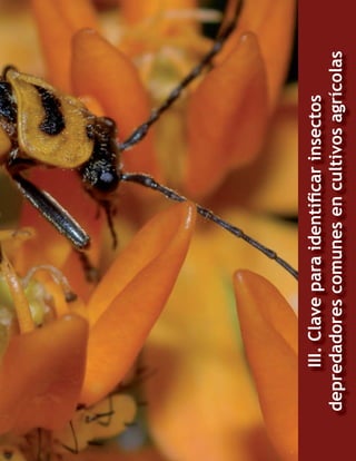 55

III. Clave para identiﬁcar insectos
depredadores comunes en cultivos agrícolas

 