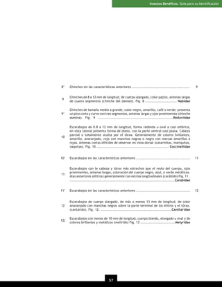 Insectos Benéﬁcos. Guía para su Identiﬁcación

8’

Chinches sin las características anteriores ................................................

9

Chinches de 8 a 12 mm de longitud, de cuerpo alargado, color pajizo, antenas largas
de cuatro segmentos (chinche del damsel). Fig. 8 .......................... Nabidae

9’

Chinches de tamaño medio a grande, color negro, amarillo, café o verde; presenta
un pico corto y curvo con tres segmentos, antenas largas y ojos prominentes (chinche
asesina). Fig. 9 ...............................................................Reduviidae

10

Escarabajos de 0.8 a 12 mm de longitud, forma redonda u oval a casi esférica,
en vista lateral presenta forma de domo, con la parte ventral casi plana. Cabeza
parcial o totalmente oculta por el tórax. Generalmente de colores brillantes,
amarillo, anaranjado, rojo con manchas negras o negro con marcas amarillas a
rojas. Antenas cortas difíciles de observar en vista dorsal (catarinitas, mariquitas,
vaquitas). Fig. 10 ............................................................ Coccinellidae

10’

Escarabajos sin las características anteriores .............................................

11

Escarabajos con la cabeza y tórax más estrechos que el resto del cuerpo, ojos
prominentes, antenas largas, coloración del cuerpo negro, azul, o verde metálicos.
Alas anteriores (élitros) generalmente con estrías longitudinales (carábido) Fig. 11 .
.......................................................................................Carabidae

11’

Escarabajos sin las características anteriores .............................................

12

Escarabajos de cuerpo alargado, de más o menos 13 mm de longitud, de color
anaranjado con manchas negras sobre la parte terminal de los élitros y el tórax.
(cantárido). Fig. 12. ...........................................................Cantharidae

12)

Escarabajos con menos de 10 mm de longitud, cuerpo blando, elongado u oval y de
colores brillantes y metálicos (melírido) Fig. 13 .............................Melyridae

57

9

11

12

 