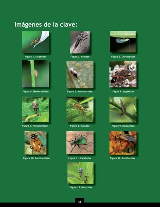 Imágenes de la clave:

Figura 1. Syrphidae

Figura 2. Asilidae

Figura 3. Chrysopidae

Figura 4. Hemerobiidae

Figura 5. Anthocoridae

Figura 6. Lygaeidae

Figura 7. Pentatomidae

Figura 8. Nabidae

Figura 9. Reduviidae

Figura 11. Carabidae

Figura 12. Cantharidae

Figura 10. Coccinellidae

Figura 13. Melyridae

58
20

 