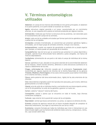 Insectos Benéﬁcos. Guía para su Identiﬁcación

V. Términos entomológicos
utilizados
Abdomen: el cuerpo de los insectos está dividido en tres partes principales; el abdomen
es la parte posterior, es la parte donde se localizan las vísceras.
Agalla: estructura vegetal parecida a un tumor, caracterizada por un crecimiento
anormal, es una respuesta de la planta al estímulo producido por algunos insectos.
Aminoácidos: moléculas que forman la estructura de las proteínas, son esenciales para
el funcionamiento del cuerpo de los animales.
Artejo: cada una de las unidades articuladas que forman parte de los apéndices (antenas
o patas) de los artrópodos.
Artrópodos: animales invertebrados, se caracterizan por presentar apéndices rígidos y
articulados, son el mayor grupo de animales existente, incluye a los insectos.
Autoparasitismo: cuando una especie de parasitoide es parásita de su propia especie
(por ejemplo, el macho puede ser parasitoide de la hembra).
Campodeiforme: tipo de larva que se caracteriza por presentar el cuerpo deprimido y
alargado, aparato bucal direccionado hacia adelante y patas alargadas, son típicas de
insectos depredadores.
Canibalismo: alimentación de una parte o de todo el cuerpo de individuos de la misma
especie.
Cercos: apéndices en par, ubicados en las partes laterales de la extremidad del abdomen
de los insectos, tienen función sensitiva, defensiva o como estructuras auxiliares en la
cópula o doblamiento de las alas.
Chagas, enfermedad de: infección causada por el protozoario Trypanosoma cruzi,
transmitida por algunas especies de chinches de la familia Reduviidae de los géneros
Triatoma, Rhodnius y Panstrongylus; en los casos crónicos puede causar daños irreversibles
en el sistema nervioso y corazón.
Clavus: parte posterior del área esclerosada (dura, rígida) de las alas anteriores de las
chinches.
Clon: descendentes originados a partir de reproducción asexuada y, por lo tanto, idénticos
genéticamente a la matriz original.
Cópula: acto de unión de un individuo macho y una hembra de una misma especie animal,
con el ﬁn de posibilitar la unión de los gametos y generar un nuevo ser.
Corion: cubierta “cáscara” externa del huevo.
Cosmopolita: animal o planta que se encuentra en todo el mundo, bajo diversas
condiciones ecológicas.
Cutícula: capa exterior de la pared del cuerpo de los artrópodos.
Depredador: animal que busca activamente a su presa, la captura se alimenta de ella.
Eclosión: proceso de apertura natural de un huevo incubado después de completar el
desarrollo embrionario, da origen al nacimiento de una larva o ninfa.
Ecosistema: conjunto formado por todos los individuos que viven e interactúan en una
determinada región y por los factores del ambiente (tales como luz, temperatura, viento,
etc.) que actúan sobre ellos.

67

 