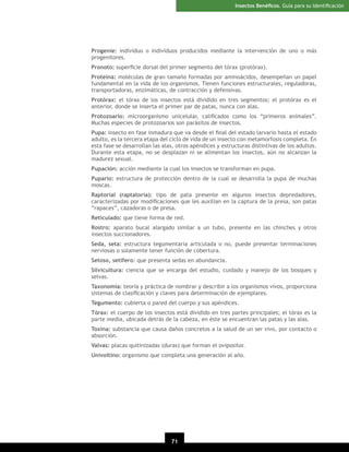 Insectos Benéﬁcos. Guía para su Identiﬁcación

Progenie: individuo o individuos producidos mediante la intervención de uno o más
progenitores.
Pronoto: superﬁcie dorsal del primer segmento del tórax (protórax).
Proteína: moléculas de gran tamaño formadas por aminoácidos, desempeñan un papel
fundamental en la vida de los organismos. Tienen funciones estructurales, reguladoras,
transportadoras, enzimáticas, de contracción y defensivas.
Protórax: el tórax de los insectos está dividido en tres segmentos; el protórax es el
anterior, donde se inserta el primer par de patas, nunca con alas.
Protozoario: microorganismo unicelular, caliﬁcados como los “primeros animales”.
Muchas especies de protozoarios son parásitos de insectos.
Pupa: insecto en fase inmadura que va desde el ﬁnal del estado larvario hasta el estado
adulto, es la tercera etapa del ciclo de vida de un insecto con metamorfosis completa. En
esta fase se desarrollan las alas, otros apéndices y estructuras distintivas de los adultos.
Durante esta etapa, no se desplazan ni se alimentan los insectos, aún no alcanzan la
madurez sexual.
Pupación: acción mediante la cual los insectos se transforman en pupa.
Pupario: estructura de protección dentro de la cual se desarrolla la pupa de muchas
moscas.
Raptorial (raptatoria): tipo de pata presente en algunos insectos depredadores,
caracterizadas por modiﬁcaciones que les auxilian en la captura de la presa, son patas
“rapaces”, cazadoras o de presa.
Reticulado: que tiene forma de red.
Rostro: aparato bucal alargado similar a un tubo, presente en las chinches y otros
insectos succionadores.
Seda, seta: estructura tegumentaria articulada o no, puede presentar terminaciones
nerviosas o solamente tener función de cobertura.
Setoso, setífero: que presenta sedas en abundancia.
Silvicultura: ciencia que se encarga del estudio, cuidado y manejo de los bosques y
selvas.
Taxonomía: teoría y práctica de nombrar y describir a los organismos vivos, proporciona
sistemas de clasiﬁcación y claves para determinación de ejemplares.
Tegumento: cubierta o pared del cuerpo y sus apéndices.
Tórax: el cuerpo de los insectos está dividido en tres partes principales; el tórax es la
parte media, ubicada detrás de la cabeza, en éste se encuentran las patas y las alas.
Toxina: substancia que causa daños concretos a la salud de un ser vivo, por contacto o
absorción.
Valvas: placas quitinizadas (duras) que forman el ovipositor.
Univoltino: organismo que completa una generación al año.

71

 