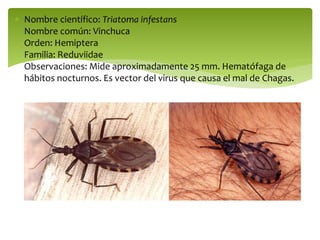 Vinchuca Insecto INSECTOS CLASIFICACIÓN Diversidad Animal.pdf