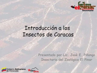 Introducción a los
Insectos de Caracas


     Presentado por Lic. José E. Piñango
       Insectario del Zoológico El Pinar
 