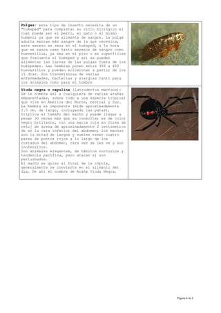 Pulgas: este tipo de insecto necesita de un
"huésped" para completar su ciclo biológico el
cual puede ser el perro, el gato o el mismo
humano; ya que se alimenta de sangre. La pulga
adulta extrae más sangre de la que necesita,
este exceso se seca en el huésped, a la hora
que se rasca caen tanto excesos de sangre como
huevesillos, ya sea en el piso o en superficies
que frecuenta el huésped y así se pueden
alimentar las larvas de las pulgas fuera de los
huéspedes. Las hembras ponen entre 300 a 400
huevesillos y pueden eclosionar a partir de los
15 días. Son transmisoras de varias
enfermedades, bacterias y alergias tanto para
los animales como para el hombre

Viuda negra o capulina (Latrodectus mactans):
Se le nombra así a cualquiera de varias arañas
emparentadas, sobre todo a una especie tropical
que vive en América del Norte, Central y Sur.
La hembra es imponente (mide aproximadamente
2.5 cm. de largo, incluyendo las patas),
triplica el tamaño del macho y puede llegar a
pesar 30 veces más que su consorte; es de color
negro brillante, con una marca roja en forma de
reloj de arena de aproximadamente 2 centímetros
de en la cara inferior del abdomen; los machos
son la mitad de largos y suelen tener cuatro
pares de puntos rojos a lo largo de los
costados del abdomen, rara vez se les ve y son
inofensivos.
Son animales elegantes, de hábitos nocturnos y
tendencia pacífica, pero atacan si son
perturbados.
El macho es quien al final de la cópula,
generalmente se convierte en el alimento del
día. De ahí el nombre de Araña Viuda Negra.




                                                  Página:6 de 6
 