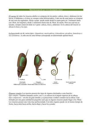 Insectos i | PDF