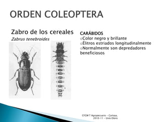 Zabro de los cereales   CARÁBIDOS
Zabrus tenebroides      oColor negro y brillante
                        oÉlitros estriados longitudinalmente
                        oNormalmente son depredadores
                        beneficiosos




                         CFGM T Agropecuario - Cartaya,
                                 2010-11 - Uxío Otero
 