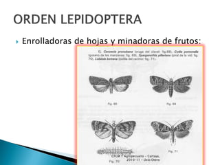    Enrolladoras de hojas y minadoras de frutos:




                         CFGM T Agropecuario - Cartaya,
                                 2010-11 - Uxío Otero
 
