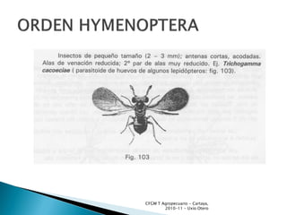 CFGM T Agropecuario - Cartaya,
        2010-11 - Uxío Otero
 
