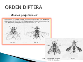 ◦ Moscas perjudiciales:




                          CFGM T Agropecuario - Cartaya,
                                  2010-11 - Uxío Otero
 
