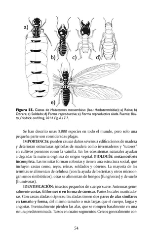 Insectosimpagri web | PDF