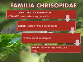 CARACTERISTICAS GENERALES
• TAMAÑO: cuerpo blando y pequeño
COLOR: cuerpo verde a pardo pálido
FORMA: cilíndrica alargada
TÓRAX: Protórax más ancho que
largo
 