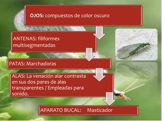 OJOS: compuestos de color oscuro
ANTENAS: filiformes
multisegmentadas
PATAS: Marchadoras
ALAS: La venación alar contrasta
en sus dos pares de alas
transparentes / Empleadas para
sonido.
APARATO BUCAL: Masticador
 