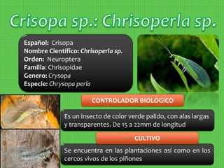 Español: Crisopa
Nombre Científico: Chrisoperla sp.
Orden: Neuroptera
Familia: Chrisopidae
Genero: Crysopa
Especie: Chrysopa perla
Se encuentra en las plantaciones así como en los
cercos vivos de los piñones
CULTIVO
Es un insecto de color verde palido, con alas largas
y transparentes. De 15 a 22mm de longitud
CONTROLADOR BIOLOGICO
 