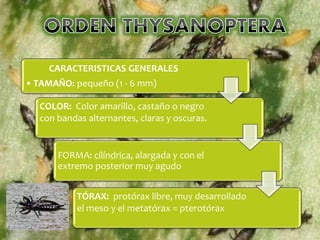 CARACTERISTICAS GENERALES
• TAMAÑO: pequeño (1 - 6 mm)
COLOR: Color amarillo, castaño o negro
con bandas alternantes, claras y oscuras.
FORMA: cilíndrica, alargada y con el
extremo posterior muy agudo
TÓRAX: protórax libre, muy desarrollado
el meso y el metatórax = pterotórax
 