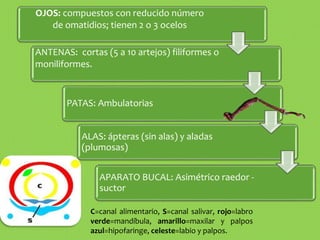 C=canal alimentario, S=canal salivar, rojo=labro
verde=mandíbula, amarillo=maxilar y palpos
azul=hipofaringe, celeste=labio y palpos.
OJOS: compuestos con reducido número
de omatidios; tienen 2 o 3 ocelos
ANTENAS: cortas (5 a 10 artejos) filiformes o
moniliformes.
PATAS: Ambulatorias
ALAS: ápteras (sin alas) y aladas
(plumosas)
APARATO BUCAL: Asimétrico raedor -
suctor
 
