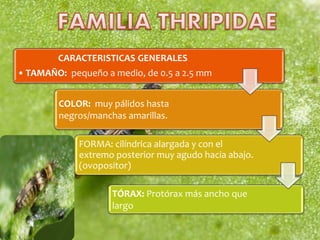 CARACTERISTICAS GENERALES
• TAMAÑO: pequeño a medio, de 0.5 a 2.5 mm
COLOR: muy pálidos hasta
negros/manchas amarillas.
FORMA: cilíndrica alargada y con el
extremo posterior muy agudo hacia abajo.
(ovopositor)
TÓRAX: Protórax más ancho que
largo
 