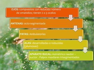 OJOS: compuestos con reducido número
de omatidios; tienen 2 o 3 ocelos
ANTENAS: octo-segmentada
PATAS: Ambulatorias
ALAS: desarrolladas o reducidas
(plumosas)
APARATO BUCAL: Asimétrico raedor –
suctor . Palpos maxilares trisegmentados
 
