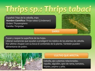 Español: Trips de la cebolla, trips
Nombre Científico: Thrips tabaci (Lindeman)
Orden: Thysanoptera
Familia: Thripidae
Cebolla, ajo y plantas relacionadas.
repollo, algodón, apio de rama, tomates,
frijoles, pepino y piña.
CULTVO QUE AFECTA:
Puyan y raspan la superficie de las hojas.
Liberan sustancias que ayudan a predigerir los tejidos de las plantas de cebolla.
Por ultimo: chupan con su boca el contenido de la planta. También pueden
alimentarse de polen.
DAÑO:
 