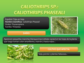 Español: Trips en Soja
Nombre Científico: Caliothrips Phaseali
Orden: Thysanoptera
Familia: Thripidae
Soja, poroto y plantas fabaceas..
CULTVO QUE AFECTA:
Aparecen pequeñas manchas blanquecinas (células vacías) en las hojas de la planta
que luego toman color amarillento, marrón y hasta rojizo. .
DAÑO:
 