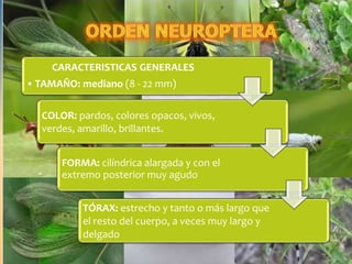 CARACTERISTICAS GENERALES
• TAMAÑO: mediano (8 - 22 mm)
COLOR: pardos, colores opacos, vivos,
verdes, amarillo, brillantes.
FORMA: cilíndrica alargada y con el
extremo posterior muy agudo
TÓRAX: estrecho y tanto o más largo que
el resto del cuerpo, a veces muy largo y
delgado
 