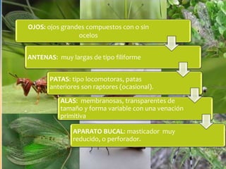 OJOS: ojos grandes compuestos con o sin
ocelos
ANTENAS: muy largas de tipo filiforme
PATAS: tipo locomotoras, patas
anteriores son raptores (ocasional).
ALAS: membranosas, transparentes de
tamaño y forma variable con una venación
primitiva
APARATO BUCAL: masticador muy
reducido, o perforador.
 