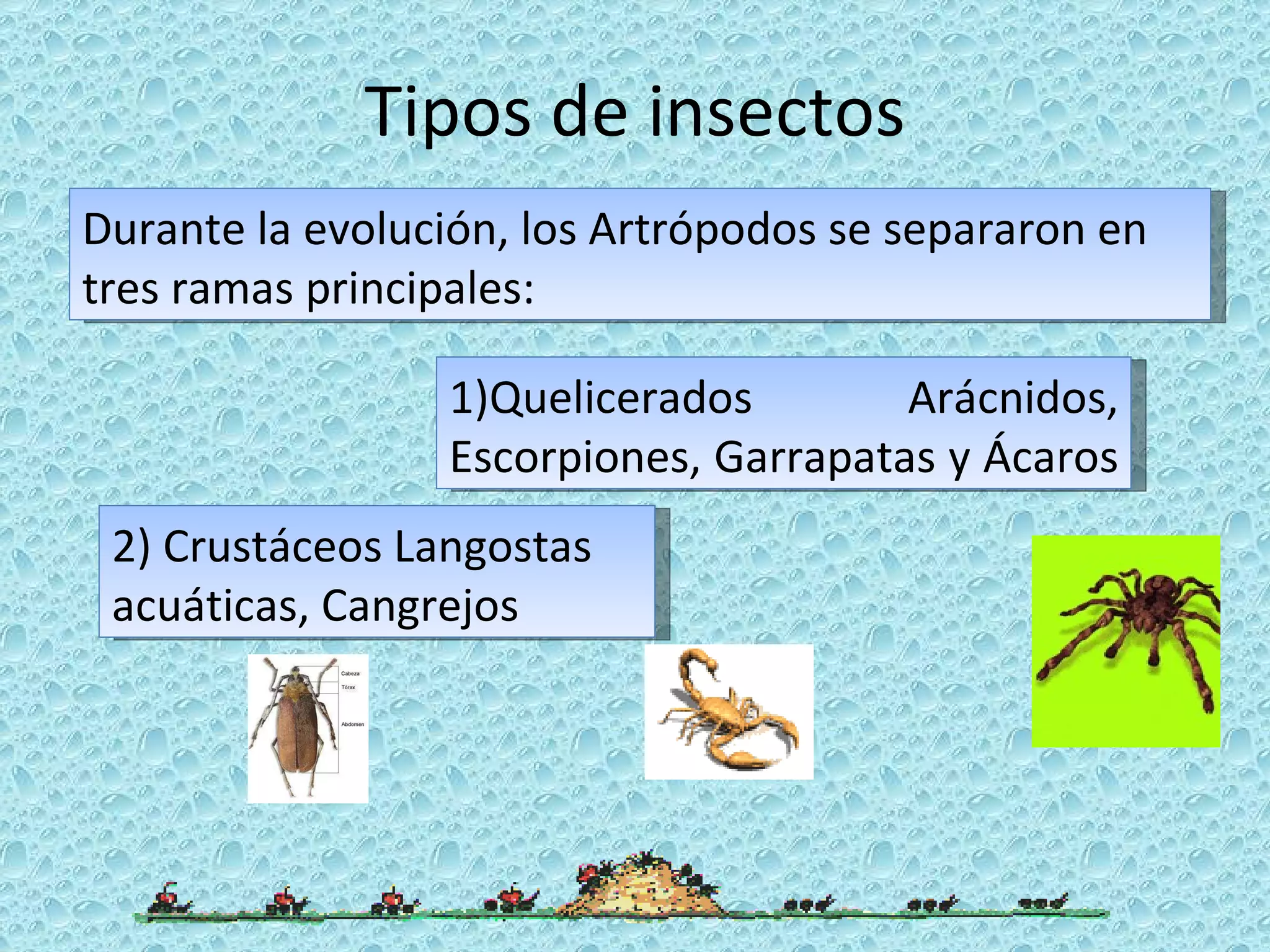 Tipos de insectos Durante la evolución, los Artrópodos se separaron en tres ramas principales: 1)Quelicerados Arácnidos, Escorpiones, Garrapatas y Ácaros  2) Crustáceos Langostas acuáticas, Cangrejos 