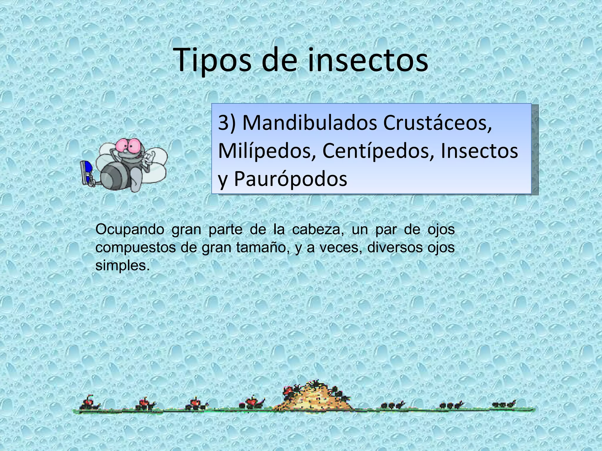 3) Mandibulados Crustáceos, Milípedos, Centípedos, Insectos y Paurópodos  Tipos de insectos Ocupando gran parte de la cabeza, un par de ojos compuestos de gran tamaño, y a veces, diversos ojos simples. 