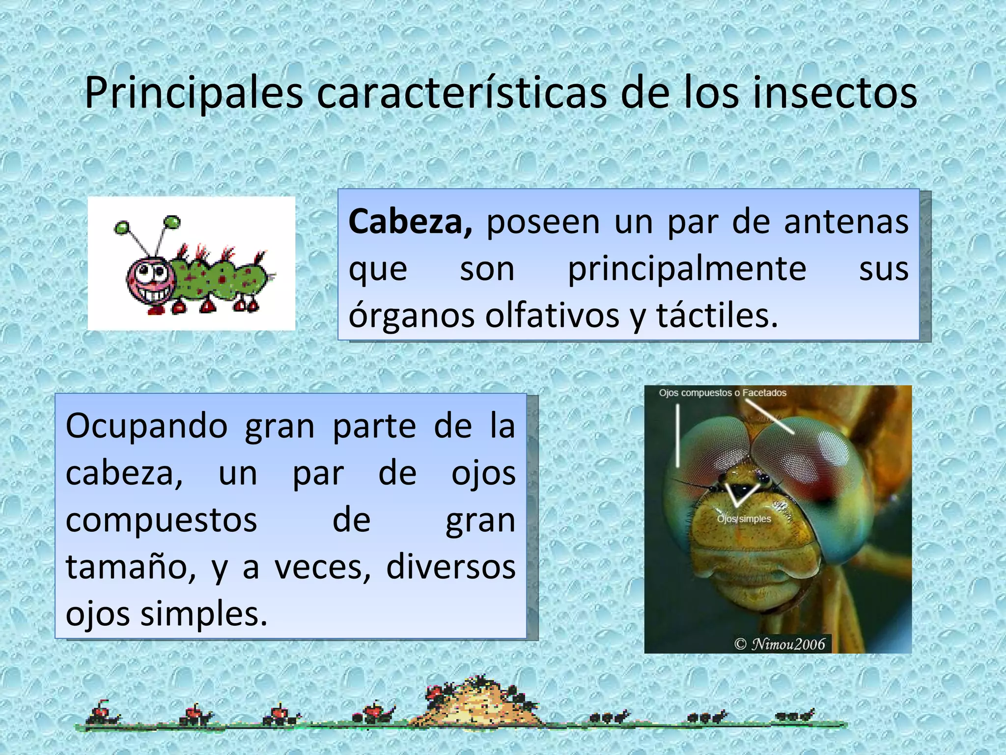 Principales características de los insectos Cabeza,  poseen un par de antenas que son principalmente sus órganos olfativos y táctiles. Ocupando gran parte de la cabeza, un par de ojos compuestos de gran tamaño, y a veces, diversos ojos simples. 