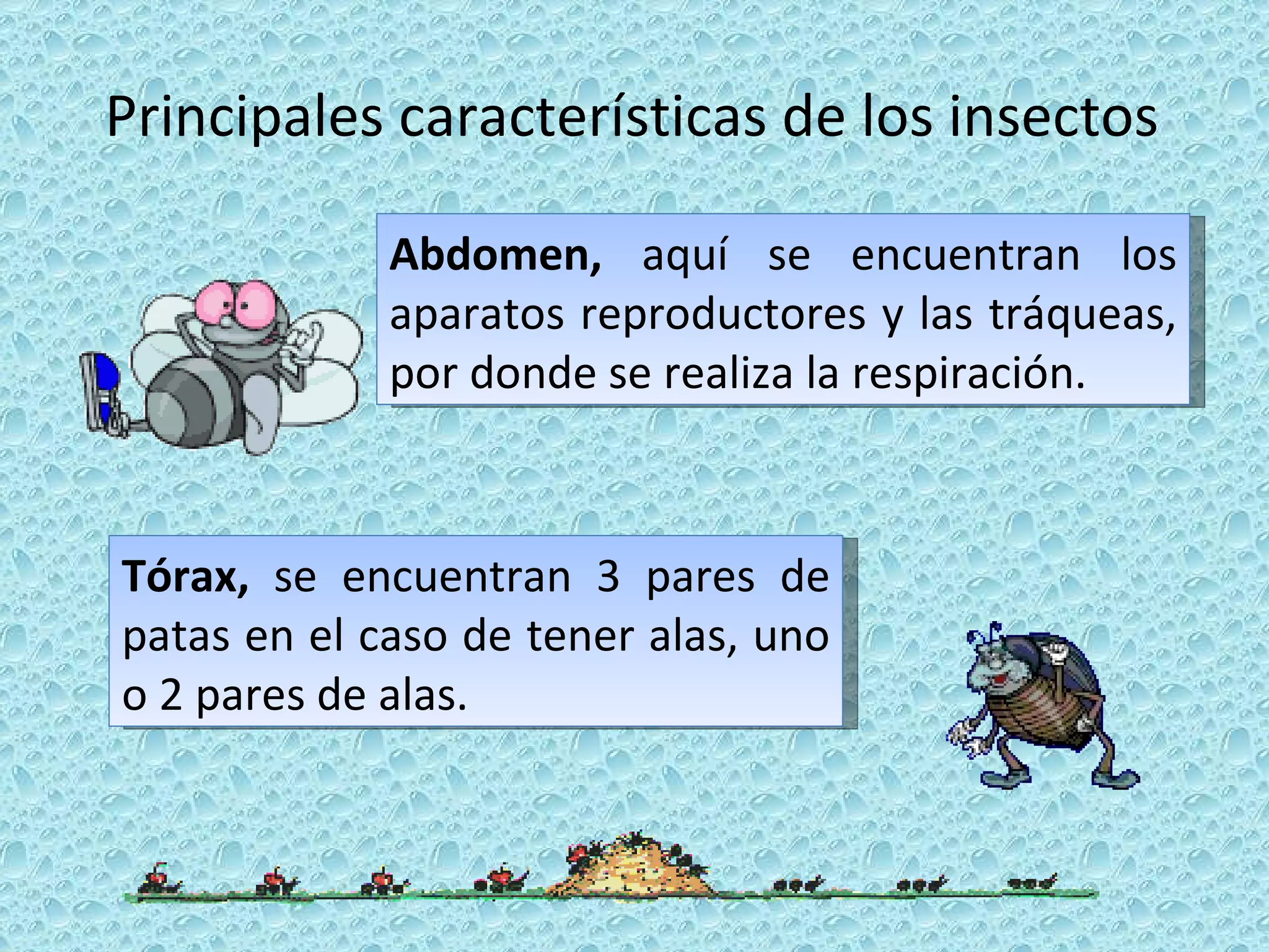 Principales características de los insectos Abdomen,  aquí se encuentran los aparatos reproductores y las tráqueas, por donde se realiza la respiración. Tórax,  se encuentran 3 pares de patas en el caso de tener alas, uno o 2 pares de alas. 