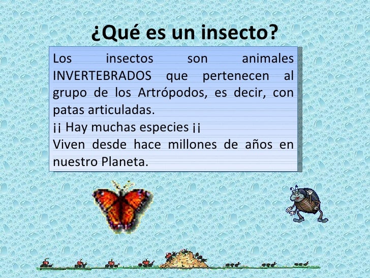 Insectos paulo