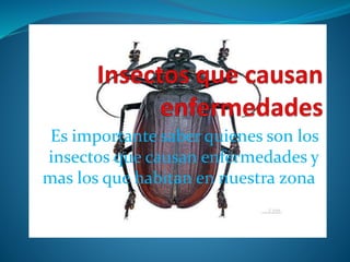 Es importante saber quienes son los 
insectos que causan enfermedades y 
mas los que habitan en nuestra zona. 
 
