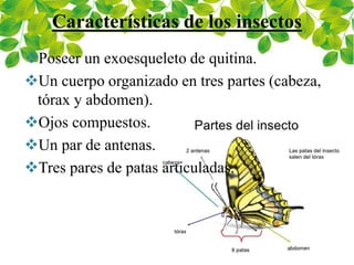 Características de los insectos
Poseer un exoesqueleto de quitina.
Un cuerpo organizado en tres partes (cabeza,
tórax y abdomen).
Ojos compuestos.
Un par de antenas.
Tres pares de patas articuladas.
 