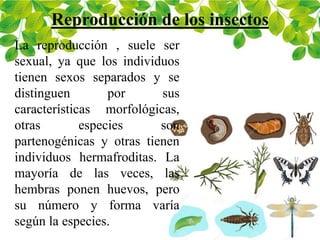 Reproducción de los insectos
La reproducción , suele ser
sexual, ya que los individuos
tienen sexos separados y se
distinguen por sus
características morfológicas,
otras especies son
partenogénicas y otras tienen
individuos hermafroditas. La
mayoría de las veces, las
hembras ponen huevos, pero
su número y forma varía
según la especies.
 