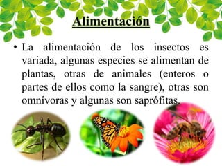 Alimentación
• La alimentación de los insectos es
variada, algunas especies se alimentan de
plantas, otras de animales (enteros o
partes de ellos como la sangre), otras son
omnívoras y algunas son saprófitas.
 