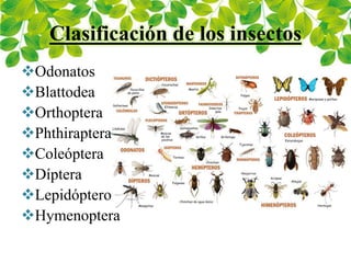 Clasificación de los insectos
Odonatos
Blattodea
Orthoptera
Phthiraptera
Coleóptera
Díptera
Lepidóptero
Hymenoptera
 