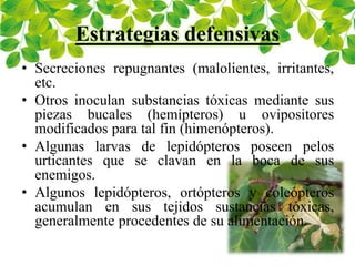 Estrategias defensivas
• Secreciones repugnantes (malolientes, irritantes,
etc.
• Otros inoculan substancias tóxicas mediante sus
piezas bucales (hemípteros) u ovipositores
modificados para tal fin (himenópteros).
• Algunas larvas de lepidópteros poseen pelos
urticantes que se clavan en la boca de sus
enemigos.
• Algunos lepidópteros, ortópteros y coleópteros
acumulan en sus tejidos sustancias tóxicas,
generalmente procedentes de su alimentación.
 