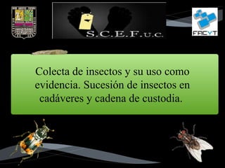 Colecta de insectos y su uso como
evidencia. Sucesión de insectos en
cadáveres y cadena de custodia.
 