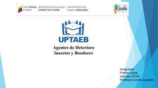 Agentes de Deterioro
Insectos y Roedores
Integrante
Freitez Ivana
Sección CI2101
Profesora Lorena Lameda
 