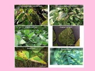 Nag Insect Insect Pest and Disease Managment in Forest Nursery.pptx