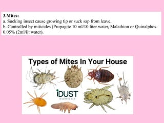 Nag Insect Insect Pest and Disease Managment in Forest Nursery.pptx