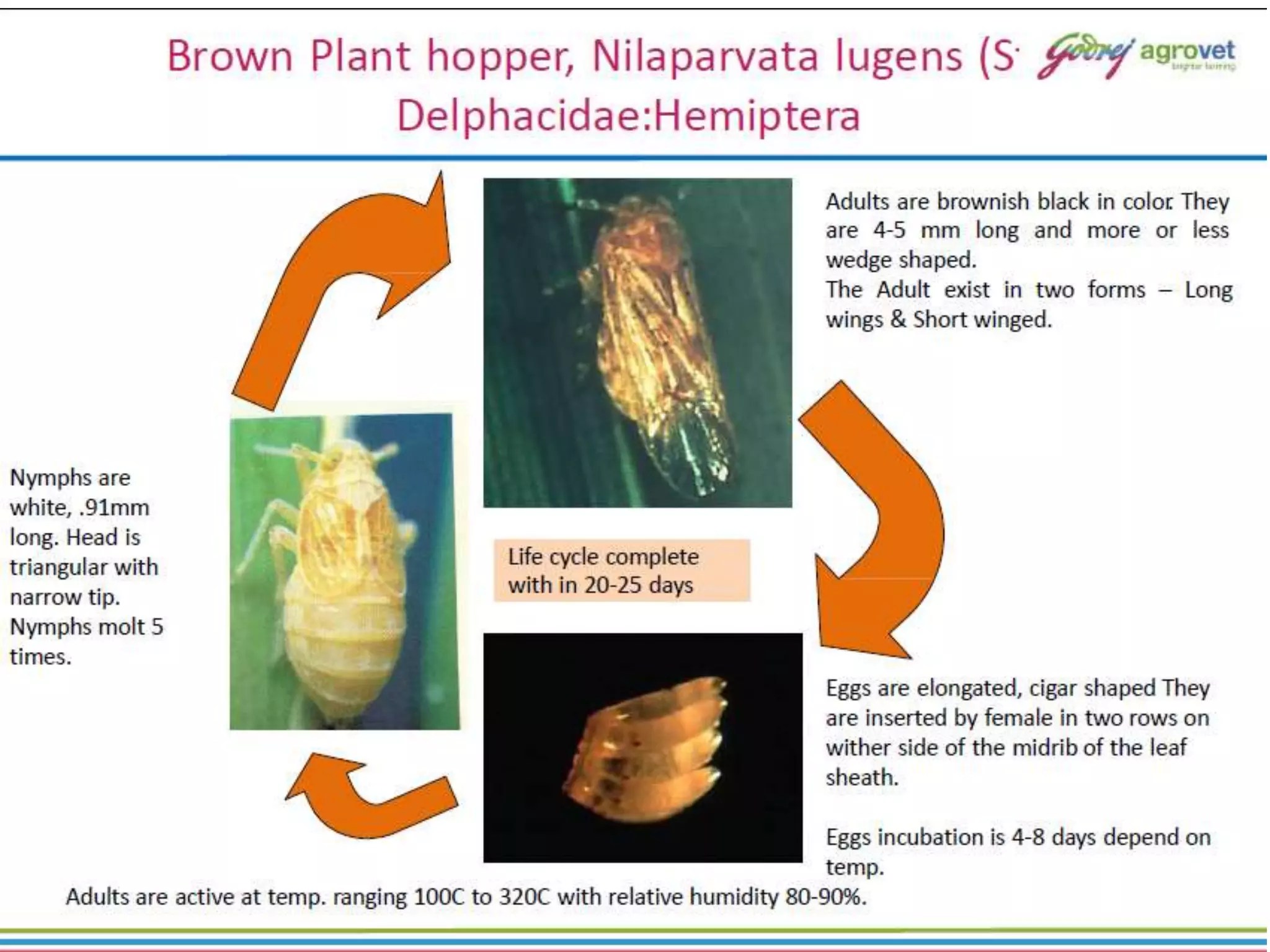 Paddy Field Insect Insect pest and diseases of paddy and its management.pptx