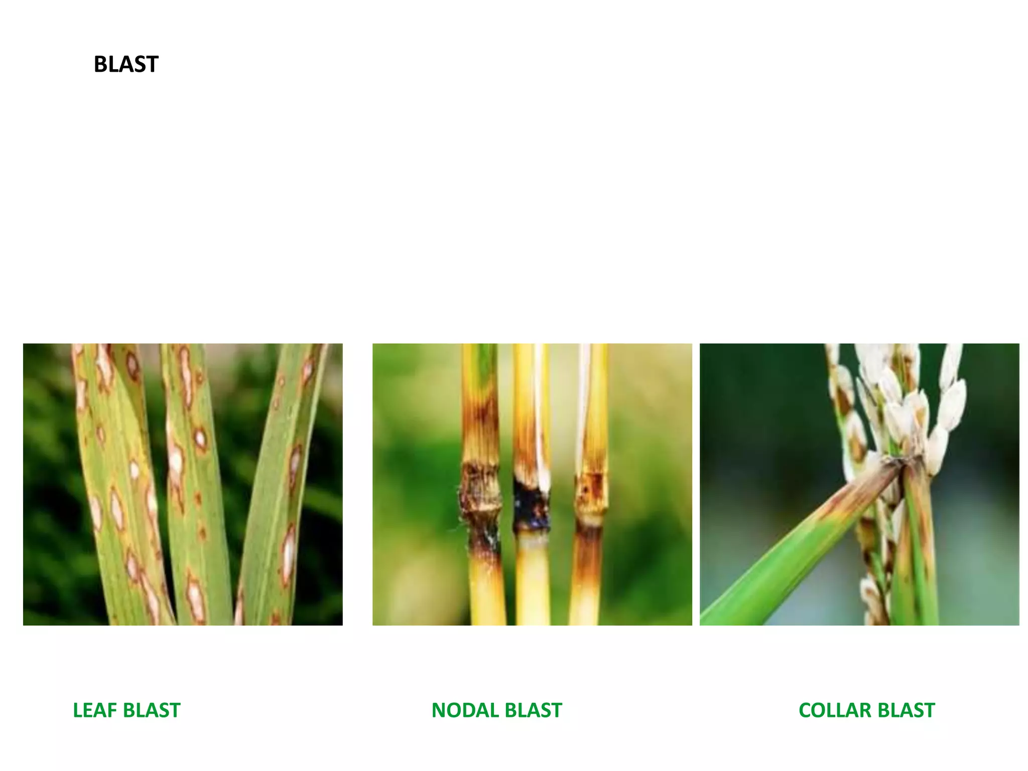 Paddy Crop Insect Insect pest and diseases of paddy and its management.pptx