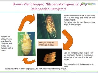 Palli Insect Insect pest and diseases of paddy and its management.pptx